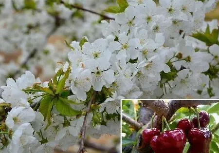 La Serrana De La Vera Tr-cc-00366 * Garganta la Olla