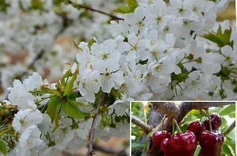 La Serrana De La Vera Tr-cc-00366 * Garganta la Olla